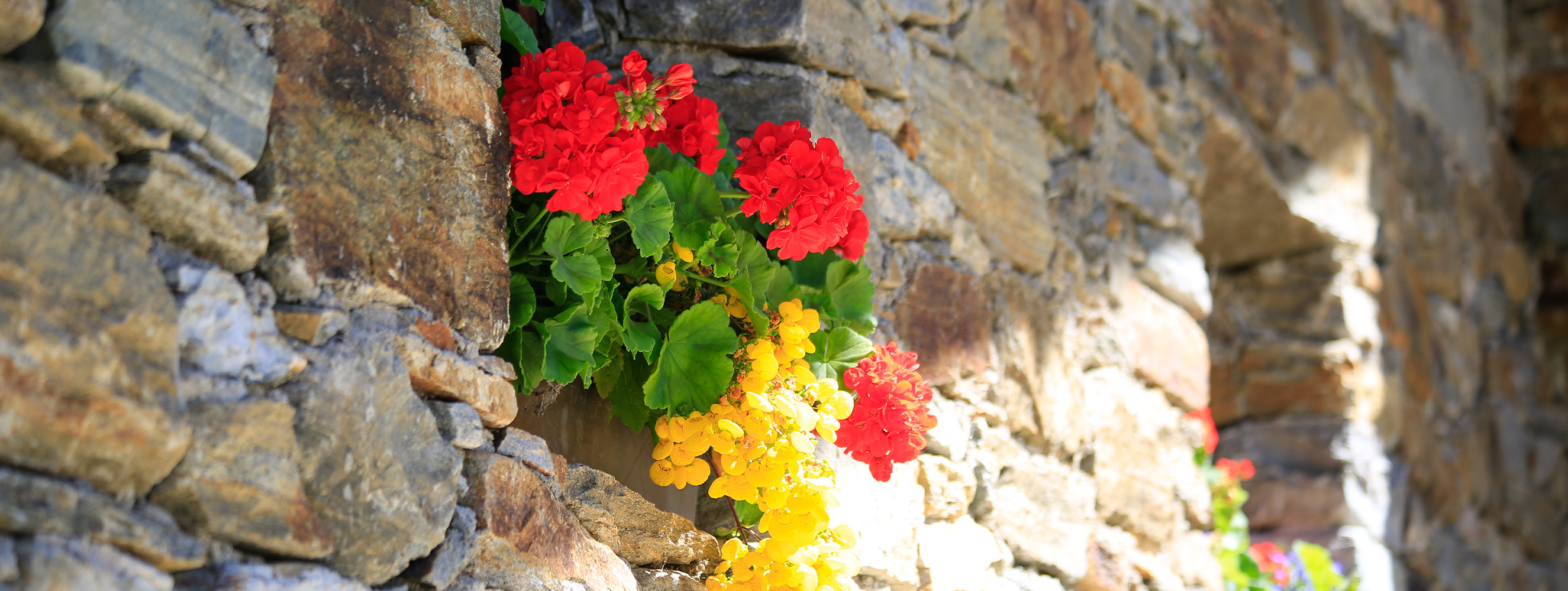 Blumen auf der Rableid Alm